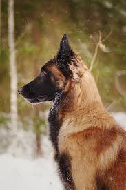 The Belgian Shepherd Malinois Kopek Turleri Kopek Hayvanlar