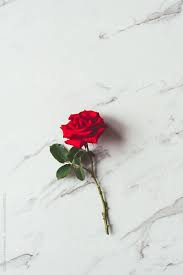 Check spelling or type a new query. Red Rose On A Marble Background By Gillian Vann Rose Valentine S Day Red Roses Wallpaper Wallpaper Iphone Roses Rose Wallpaper