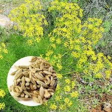 We did not find results for: 99 Jenis Tanaman Obat Lengkap Dengan Gambar Kandungan Dan Khasiatnya Berita Pertanian Mitalom