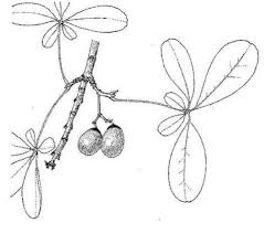 Image result for Vitex doniana