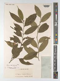 Image result for Leptaulus