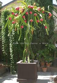 Vietnamese Dragon Fruit Rooted Plant White Flesh Orchid Pitaya Self Pollinating Cultivo De Plantas Plantas En Maceta Plantas Comestibles