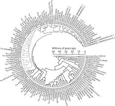 Image result for Chazaliella abrupta
