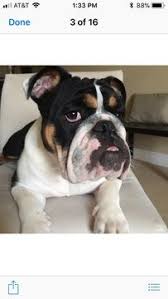 We are a reputable breeder located in mckinney, texas. English Bulldog Puppy For Sale In Louisburg Nc Adn 70579 On Puppyfinder Com Gender Female Age 1 Yea Puppies For Sale English Bulldog English Bulldog Puppy