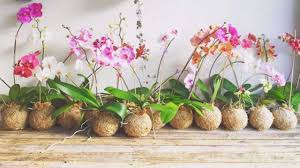 In genere le orchidee in casa continuano a fiorire ogni anno e mantengono un discreto ciuffo di foglie carnose e in salute anche senza aver mai ricevuto nessuna fertilizzazione: Orchidea Nana Tutte Le Info Idee Green