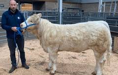 Show & Sale Autumn Born Suckled Calves