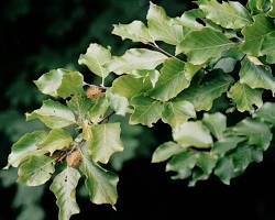 Obraz: Buk zwyczajny (Fagus sylvatica)