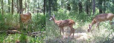 deer of texas