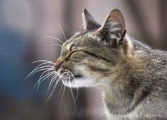 ryska riska nikon originalcontent ryska emma pet cat home eating feed feline eyes face funny paw shadow whiskers eyes cats mammals feline