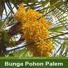 Ini Dia 6 Ciri Ciri Pohon Palem Yang Wajib Diketahui Ciriciripohon Com