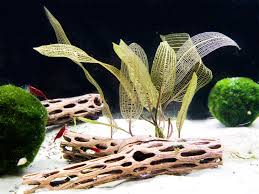 Image result for Wahlenbergia madagascariensis