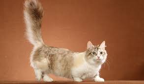 Want to learn about the 8 different types including the bengal one? Munchkin Cat Breed Information
