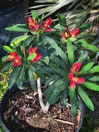Image result for Psychotria articulata