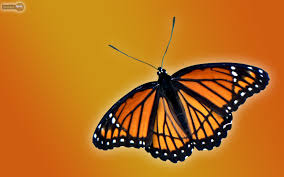 You can download any background, butterflies mobile wallpaper for phone. Butterfly Wallpapers Animal Spot