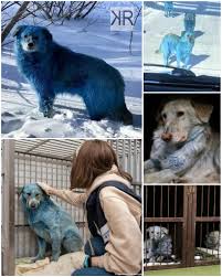 C'est votre jour de chance, les voici. Kreezy R Que Sont Devenus Les Chiens Bleu Schtroumpf De Russie C Est Lors D Une Sortie En Voiture Le 11 Fevrier Dernier Que Le Russe Aleksei Ganine Est Tombe