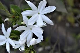 Image result for Jasminum multiflorum