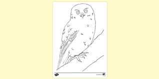 Baby owl coloring pages are a fun way for kids of all ages to develop creativity, focus, motor skills and color recognition. Owl Pictures To Colour In Primary Resources Teacher Made