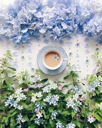 July 26 2019 Do You Need Cool Color Hydrangea Rain For You Have A Lovely Flowerfriday Everyone Coffee Flower Flower Backgrounds Flowers