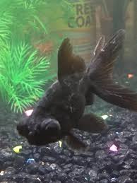 A total of four cases of white fungus have been reportedly found in patna. White Fuzz On Black Moor Goldfish Freshwater Fish Disease And Fish Health Forum 366825