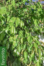 Image result for Ficus stuhlmannii