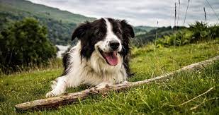 Sweet Dog In Nature Wallpaper 4k Ultra Hd Wallpaper Border Collie Dog Border Collie White Border Collie
