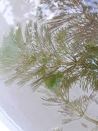 Image result for Ceratophyllum submersum
