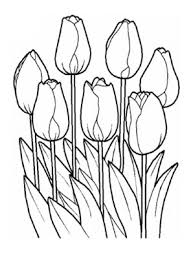 Ausmalbild Tulpen Zum Ausdrucken Und Ausmalen Ausmalbilder Malvorlagen Kindergarten Blumen In 2020 Blumenzeichnung Malvorlagen Blumen Blumenzeichnungen