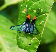 Image result for Chorisochora transvaalensis