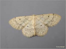 Image result for Idaea biselata