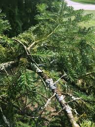 Powered by nash & pine (252). Strange Growth On Pine Tree Branches 416252 Ask Extension