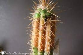 If so, then you should be worried because you might be staring at a dying plant. How To Save A Rotting Cactus Plant Get Busy Gardening