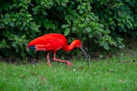 Deze rode ibis is waarschijnlijk ooit ontsnapt, maar vliegt nu rond in de natuur in brabant. 9vfvoogvvt13nm