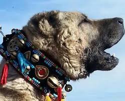Kangal Tasmasi Satilir Home Facebook