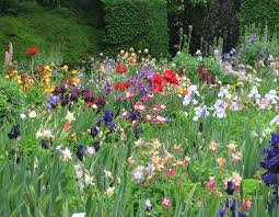 Pentas come in a wide variety of colors and are excellent for any gardener wishing to attract butterflies and hummingbirds. Forever Gardens Full Of Flowers Anthony Tesselaar Plants