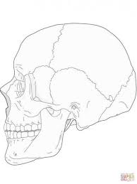 Drawing Skull Side 61 New Ideas Skulls Drawing Skull Drawing Drawings