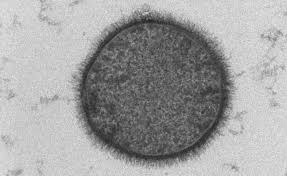 Some of the experimental coronavirus vaccines use some very new technology, including software that reprograms cells. Non Vaccine Nasal Spray Could Protect Against Covid 19