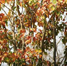 Image result for Pterocarpus rotundifolius