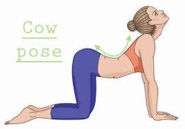 Cat cow pose, also called marjariasana in hindi is a great yoga pose for beginners. Move Of The Month Cat Cow Pose For Back Pain Spinal Care Clinics
