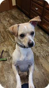 Black And Tan Jack Russell Chihuahua Mix Bellingham Wa Jack Russell Terrier Chihuahua Mix Meet Felix A Dog For Adoption Http Www Adoptapet Com Pe Chihuahua Terrier Mix Hybrid Dogs Dog Adoption