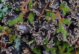 Image result for Hyparrhenia collina