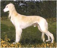 A good natured and obedient dog breed. Saluki Dog Breed Facts And Personality Traits Hill S Pet