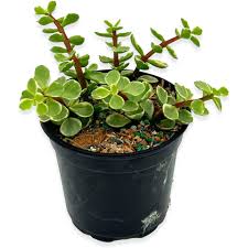 Image result for Portulacaria