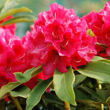 Rhododendron Wilgens Ruby Flowers Rhododendron Plants