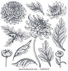 Related Image Chrysanthemum Tattoo Chrysanthemum Drawing Flower Sketches