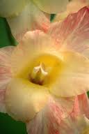 Image result for Gladiolus crassifolius