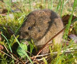 Die klanggeschichte lädt die kinder dazu ein, sich mit maus, specht, maulwurf und co. Feldmaus Wikipedia