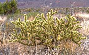While in most species, leaves are modified to spines; Identifying The Most Common Types Of Cactus In Southern Utah Stone Tree Landscaping St George Utah