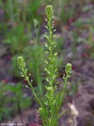 Image result for Rhipidoglossum densiflorum