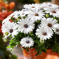 Image result for Osteospermum muricatum
