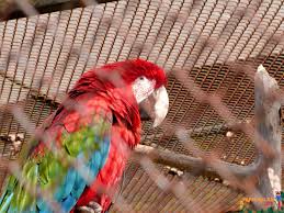Ara Macaw Sahibinden 2020 Papagan Papaganlar Kus